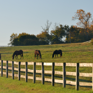 Fencing in Bryn Mawr, PA