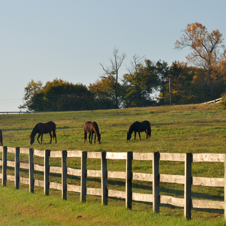 Fencing in Bryn Mawr, PA